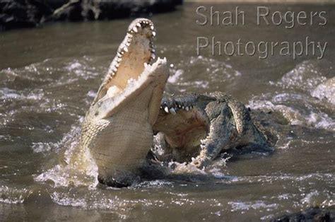 Nile Crocodiles Fighting At Water Surface Crocodylus Niloticus Maasai