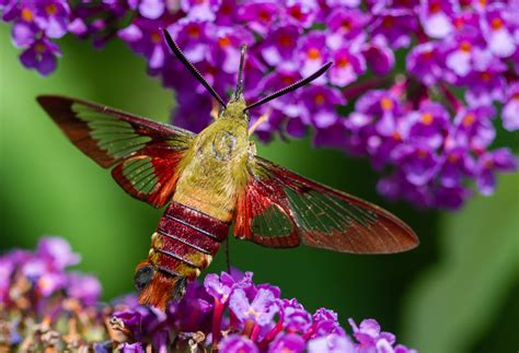 Hummingbird Clearwing Moth Identification Life Cycle Facts And Pictures