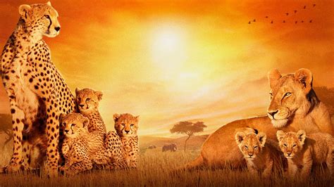 Free Download Africa Wallpaper Hd 1920x1080 For Your Desktop