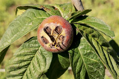 It is five feet tall but has no side branches. How to prune medlar trees - Suffolk Fruit and Trees - The ...