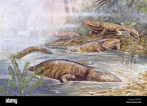 Palaeozoology Devonian Period Fossil Amphibians Ichthyostega