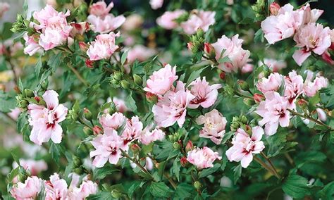 We did not find results for: Pre-Order: Rose of Sharon Bush | Groupon Goods