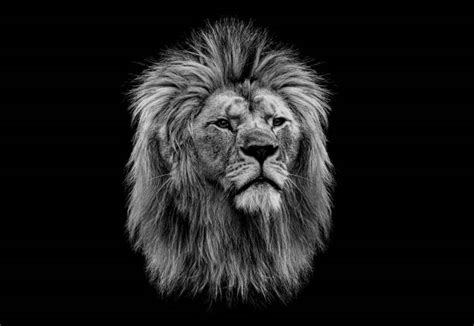 Angry Lion Wallpaper Hd Black And White