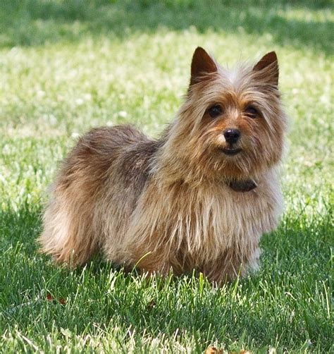 We always strive to make it a. norwich terrier puppies for sale | is a black and tan mom ...