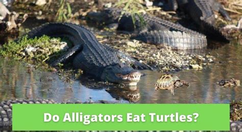 Alligator Eating Turtle