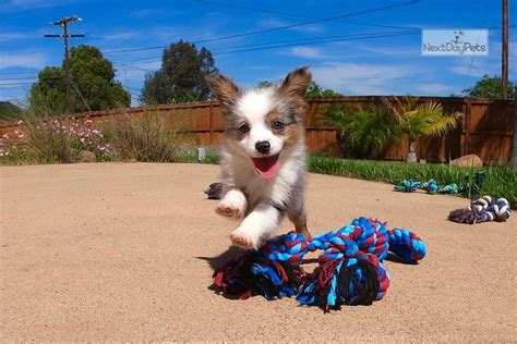 Sell a puppy, post a free ad for your puppy. Kumo: Miniature Australian Shepherd puppy for sale near San Diego, California. | a4d332ce-4901