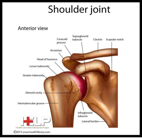 Shoulder Joint Body Systems Musculoskeletal System Anatomy And