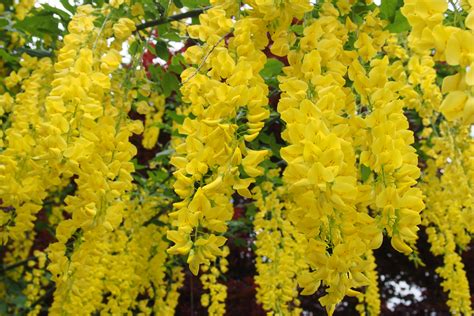 Free Images Flower Food Produce Vegetable Yellow Rapeseed Shrub