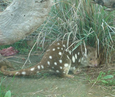 Spotted Tail Quoll Zoochat