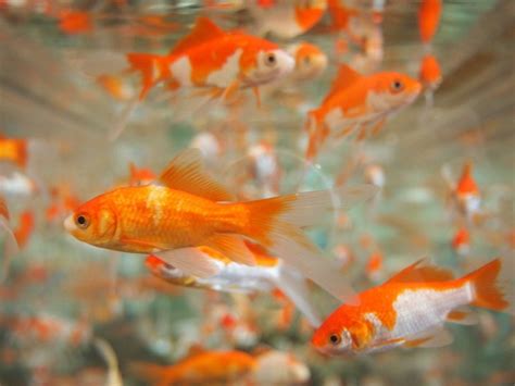 How To Breed Goldfish 8 Tips And Tricks For Successful Breeding Pet Keen