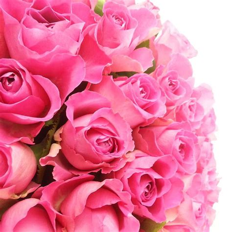 Luxury 50 Pink Roses Fresh Flower Bouquet Collection Of Beautiful