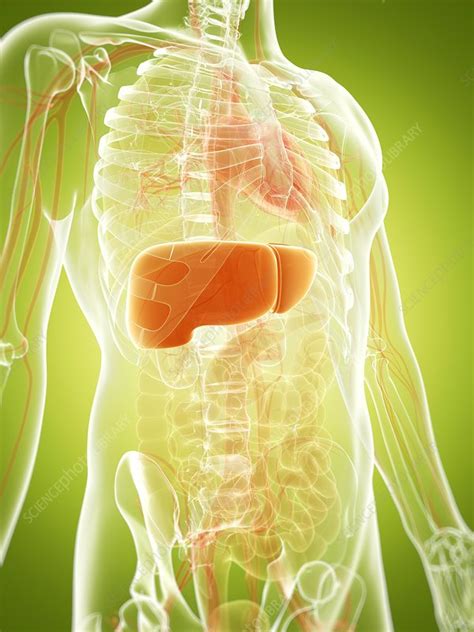 Human Liver Artwork Stock Image F0096558 Science Photo Library