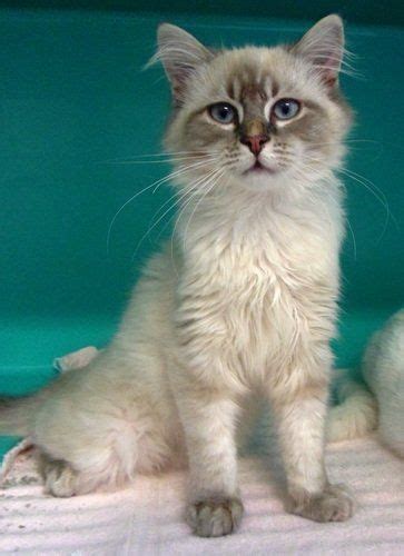 Siberian And Siamese Cat Mix Cute Siberian Kittens