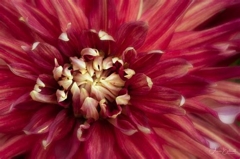 Anne Belmont Photography Dahlias Dahlia Manhattan Island