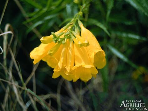 Plants Of Texas Rangelands Yellow Bells