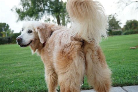 How Adorable Golden Retriever Dog Forums