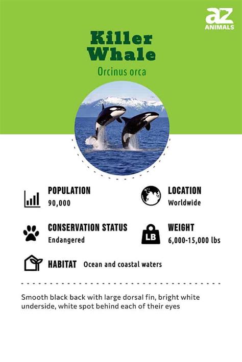 Killer Whale Animal Facts Orcinus Orca A Z Animals
