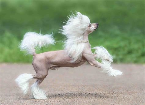 Chinese Crested Dog Breed Characteristics And Care
