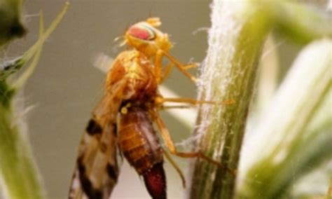 Fruit Fly Has Sperm 20 Times The Length Of Its Own Body Daily Mail Online