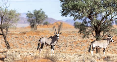 Wildlife Namibia Soulphotography