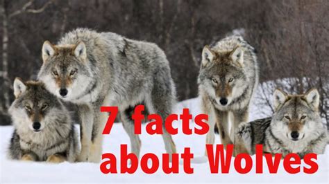 We did not find results for: 29+ Wolves Facts Collections - Status Baper Terkini