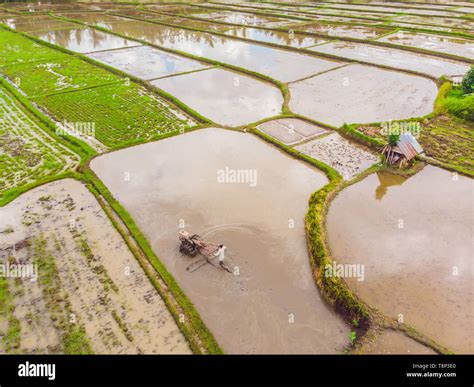 The Rice Fields Are Flooded With Water Flooded Rice Paddies Agronomic