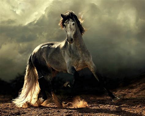 Nobilangelo Photo Andalusian Horse