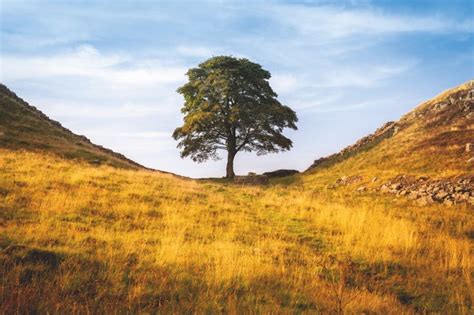 Famous Trees Found In The Uk History And Where To See