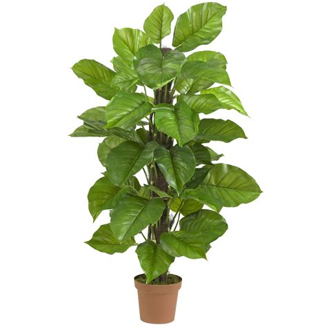 Philodendron Indoor Plant At Rs 100unit Philodendron फिलॉडेंड्रॉन