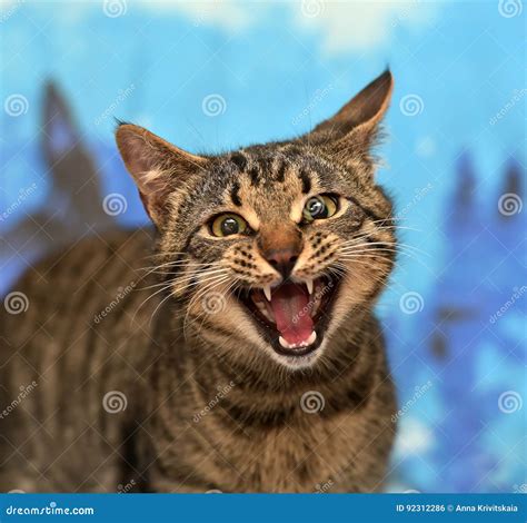 Tabby Cat Meows Stock Photo Image Of Lonely Sleep Animal 92312286