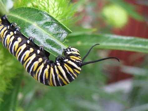 10 Remarkable Types Of Caterpillars And What They Become Caterpillar