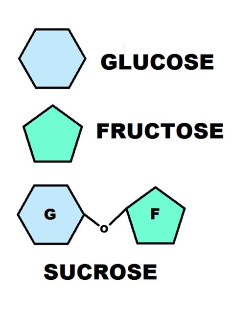 Fructose Glucose And Sucrose How Your Body Digests These Common
