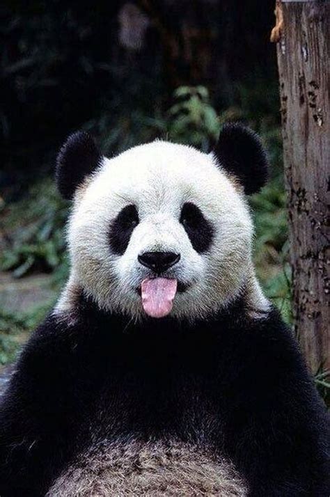 20 Adorable Panda Photos That Will Brighten Your Day Bouncy Mustard