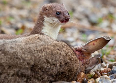 Least Weasels Are The Smallest Carnivores In The World Yet Can Kill