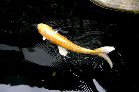 Yamabuki Ogon Koi Fish Golden Colored Metallic Koi