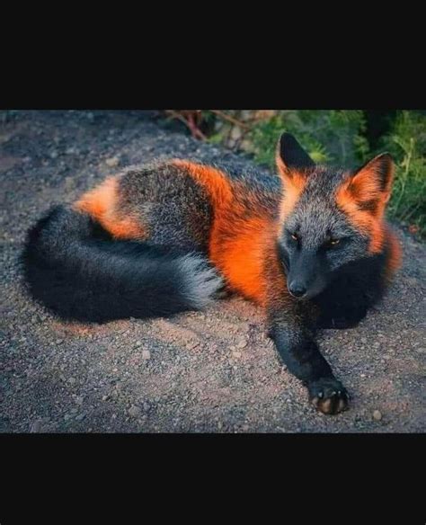 A Melanistic Fox One Of The Rarest Animals On The Planet 9gag