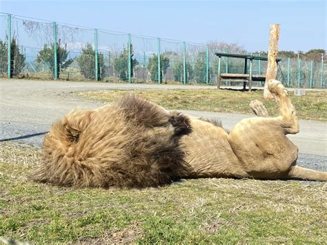 メジェドマン on twitter rt iwatesafari お昼寝中のライオン『エアル』くん！ n ごろーーーんってした後は n たてがみがボハッ！となります！！！ n n