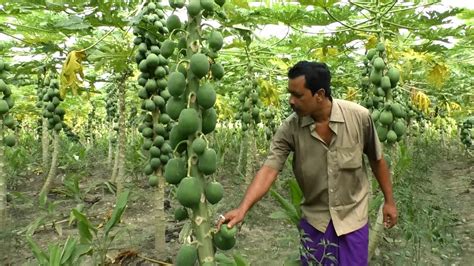 Papaya Fruit Papaya Farm Business Plan With Low Investment Youtube