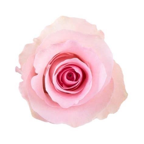 Christa 4 New Light Pink Rose Standard Roses Flower Images