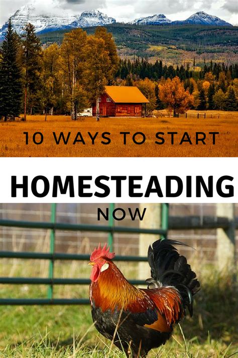 10 Ways To Start Homesteading Now Self Sufficient Sarah Organic