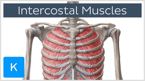 Intercostal Muscles Function Area And Course Human Anatomy Kenhub