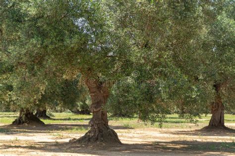 Very Old Olive Trees In Apulia Italy Famous Center Of Extra Vi Stock