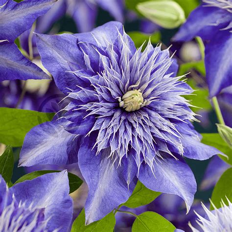 Clematis Multi Blue Summer Flower Plants From Gardeners Dream Uk