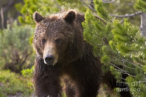 Grizzly Bear 399 Behind Spruce Tree Photograph By Mike Cavaroc Fine