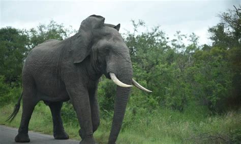 Elephant Bull Displays Full Musth Behaviour In Kruger National Park