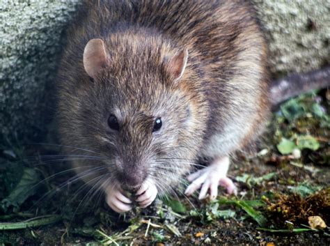 Rat Lifespan How Long Do Rats Live