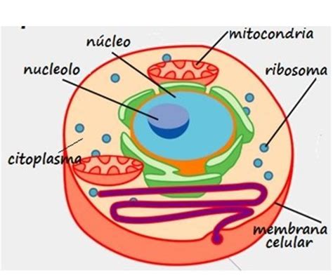 La Siguiente Imagen Corresponde A B Una Célula Eucariota Porque