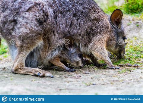 Wallaby With Joey In Her Pouch Stock Image Image Of Kangaroo Joey