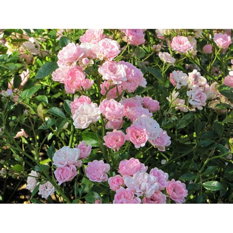 The Fairy Rose Soft Pink Blooms Everblooming 4 Pot