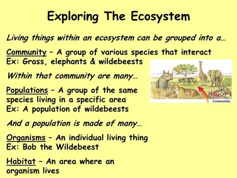 Natural Science For 5 And 6 5º And 6º Unit 5ecosystems